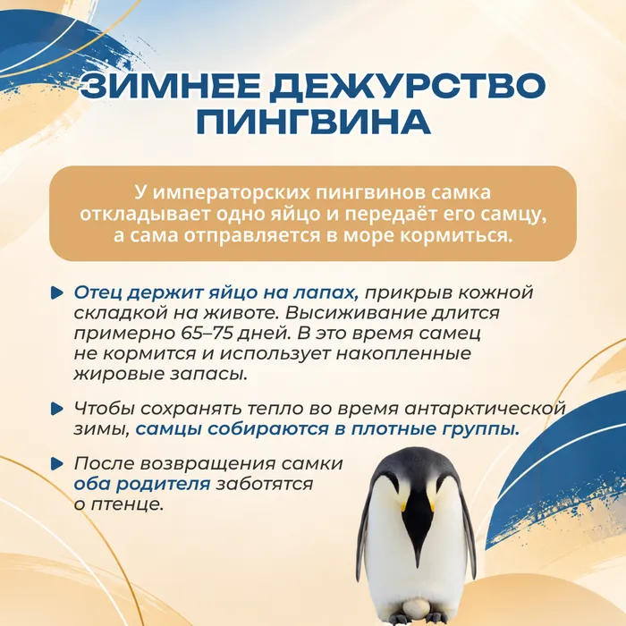 день отца 4