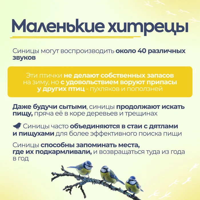 Синички без вз 8