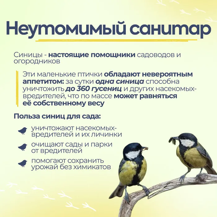 Синички без вз 3