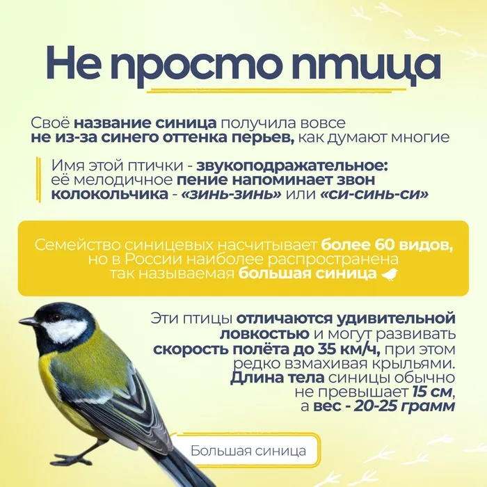 Синички без вз 2